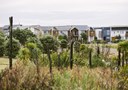 Homes and green areas at Hobsonville Point
