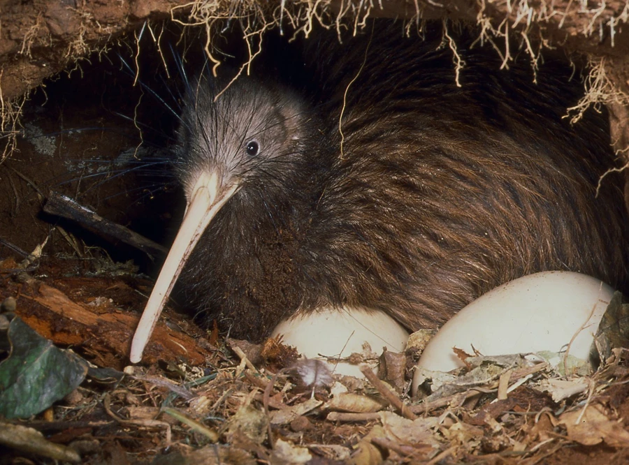 Nga Manu Nature Reserve